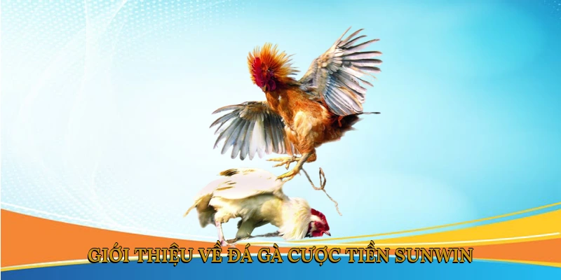 Giới thiệu về đá gà cược tiền SUNWIN