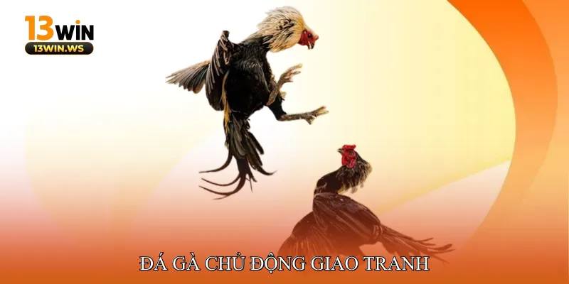 Đá gà chủ động giao tranh
