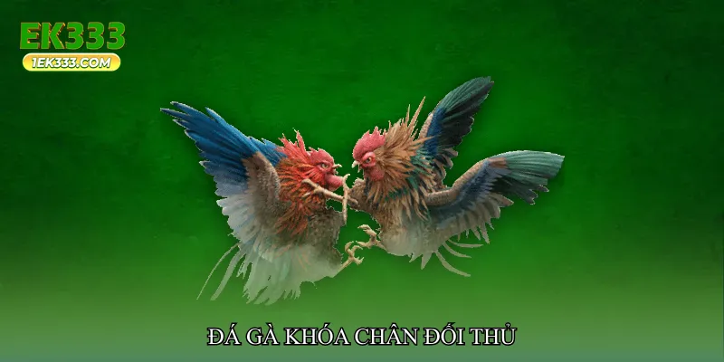 Đá gà khóa chân đối thủ