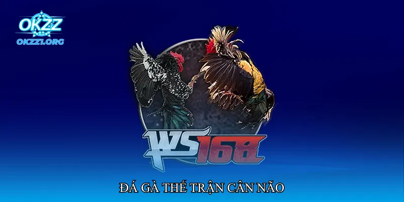 Đá gà thế trận cân não