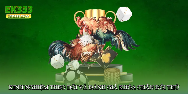 Kinh nghiệm theo dõi và đánh giá trận đá gà khóa chân đối thủ
