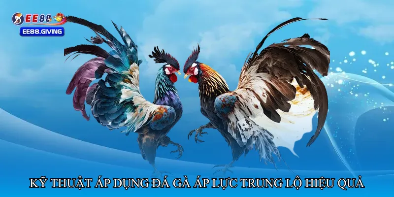 Kỹ thuật áp dụng Đá gà áp lực trung lộ hiệu quả